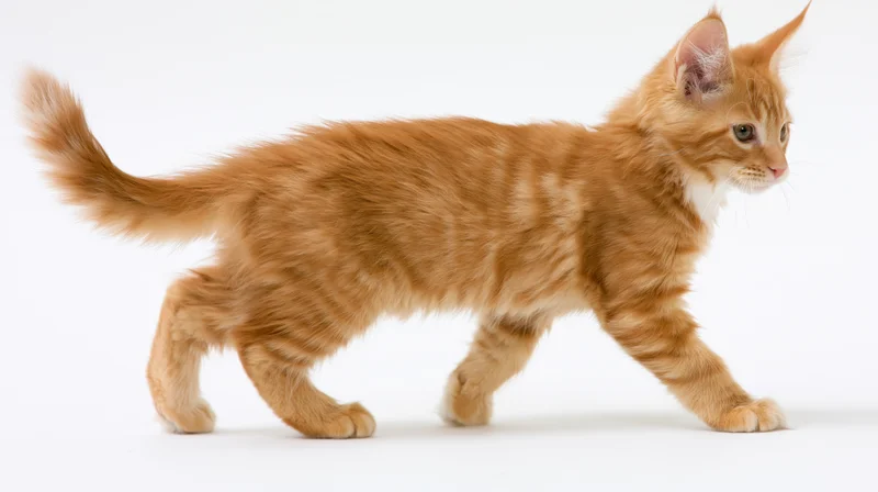 Orange tabby kitten walking alert midstride in studio on white background