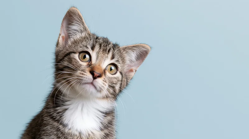 Young tabby kitten looking curiously upward against a light blue background with copyspace