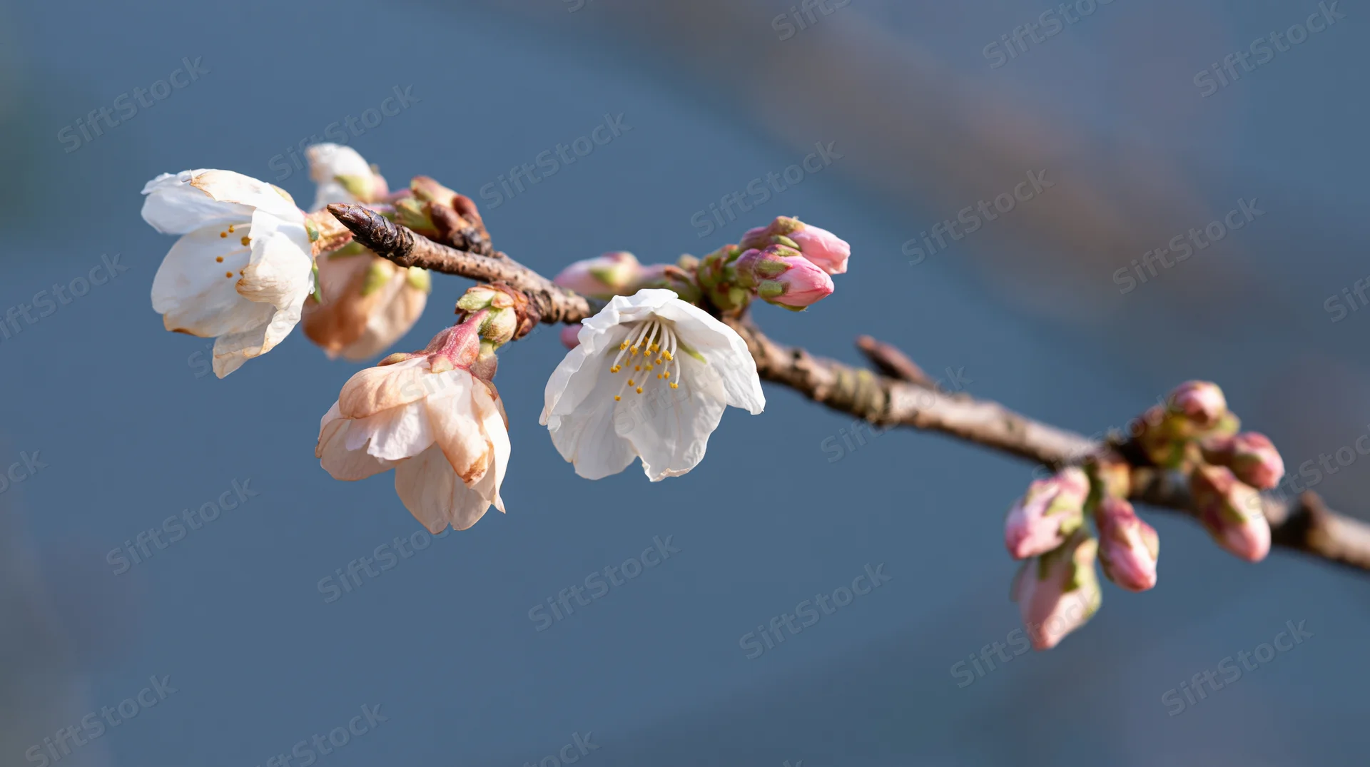 Cherry blossom branch with white and pink flowers blooming in spring outdoors