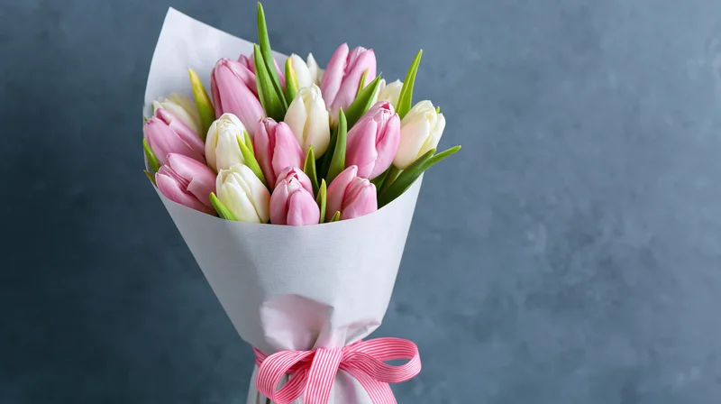 Bouquet of pink and white tulips wrapped in white paper with a pink striped ribbon on a dark blue surface