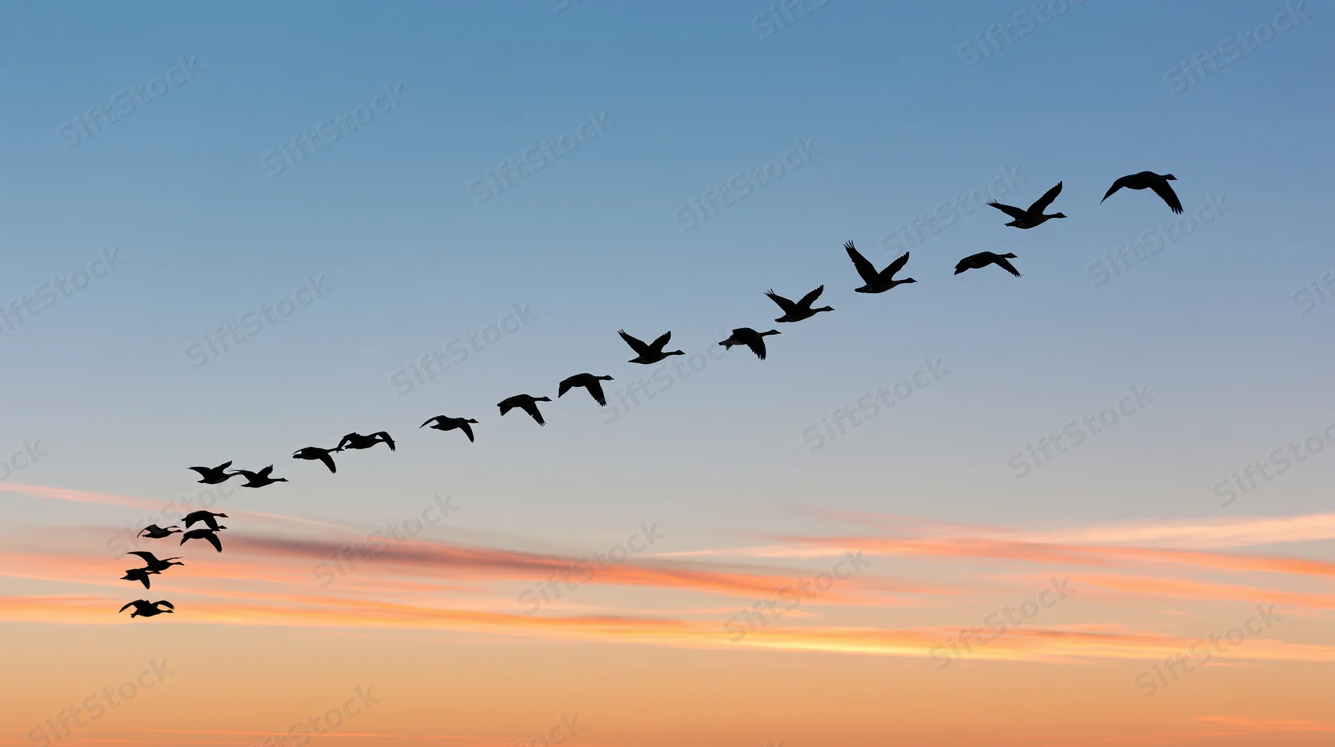 Flock of birds flying in v-formation against sunset sky