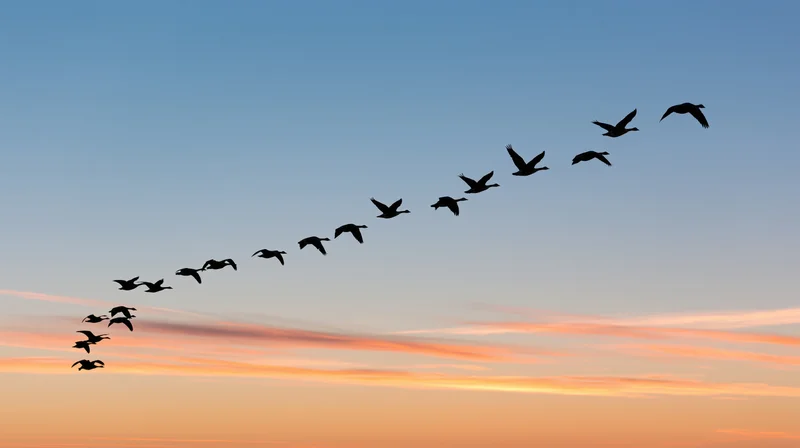 Flock of birds flying in v-formation against sunset sky