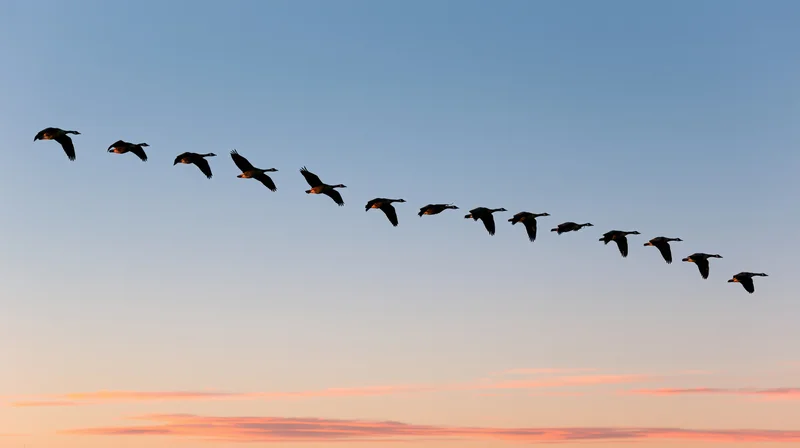 Geese flying in v-formation against sunset sky