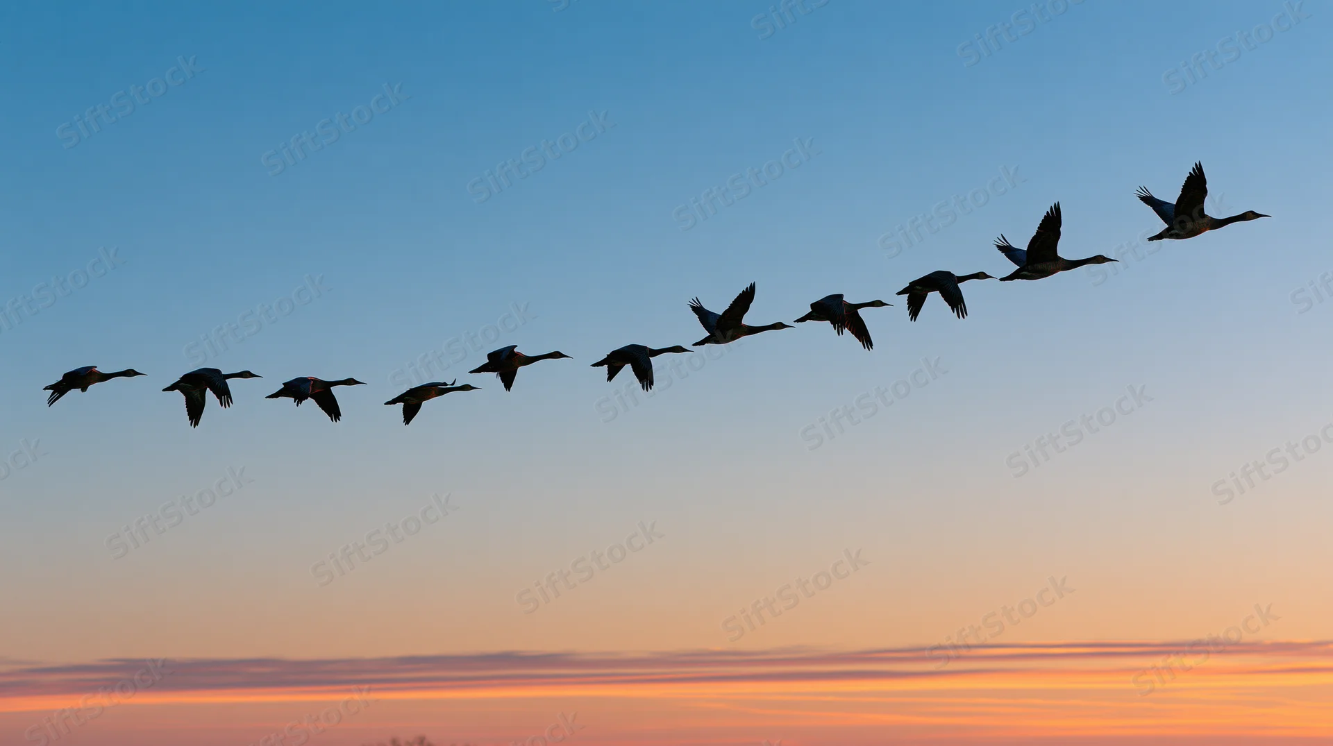 Geese flying in v-formation silhouetted against sunset sky