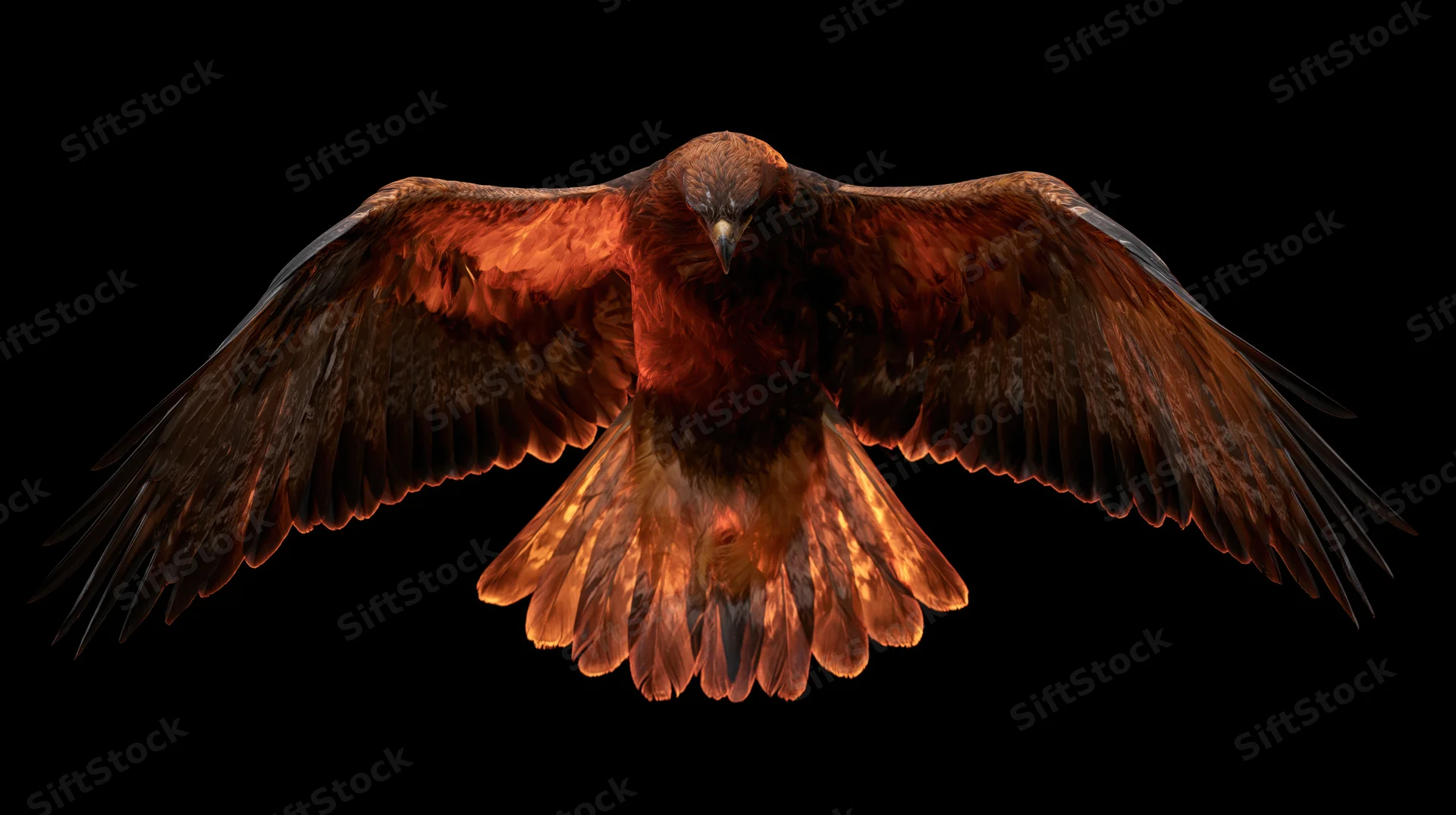 Golden eagle in flight with wings fully spread against black background
