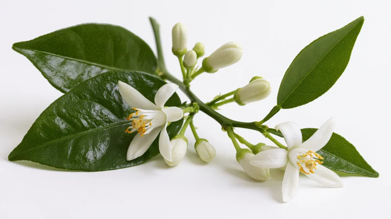 Citrus blossom branch with two open white flowers and green leaves on white background