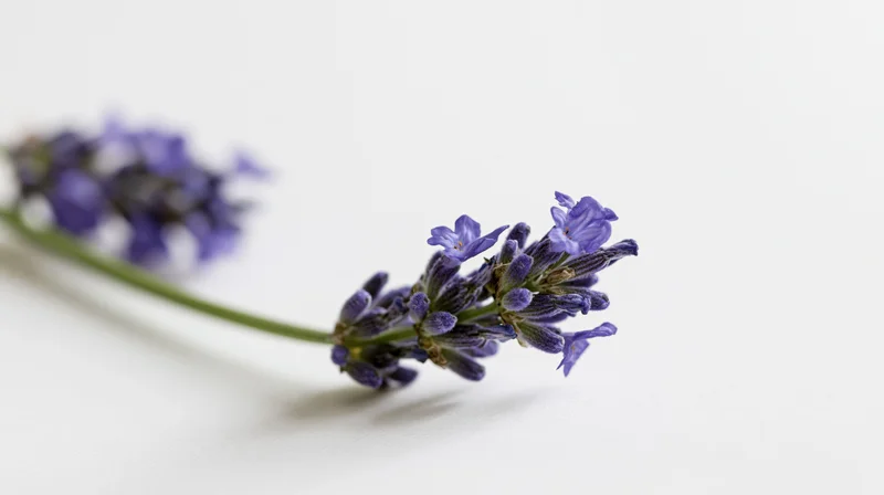 Lavender sprig with purple-blue florets lying on white surface