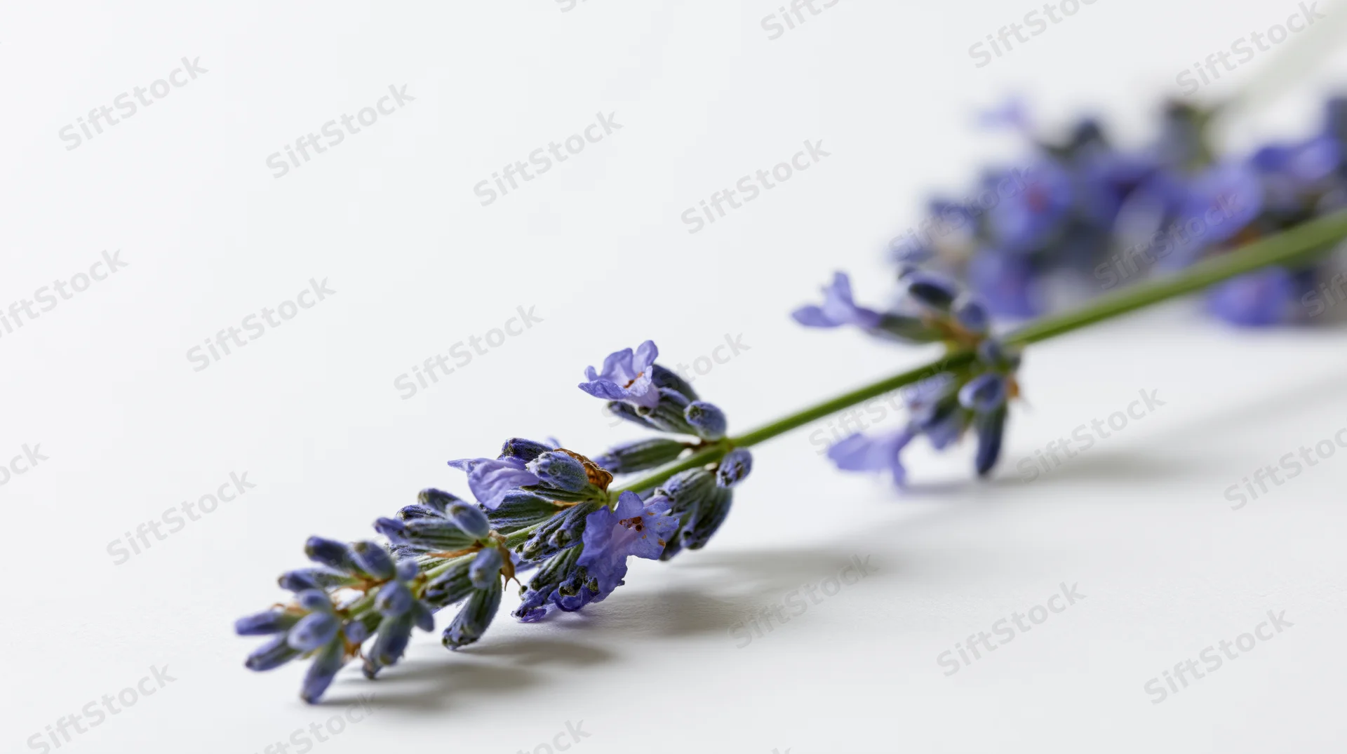 Lavender sprig with purple-blue florets lying on white surface