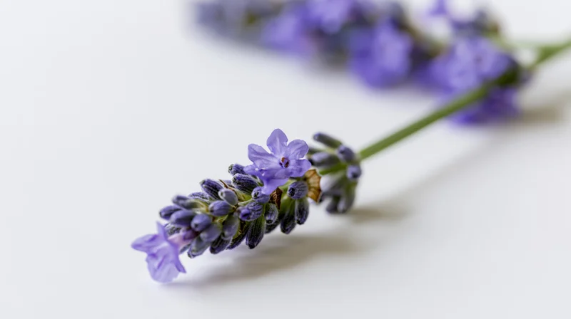 Lavender sprig with purple-blue florets lying on white surface