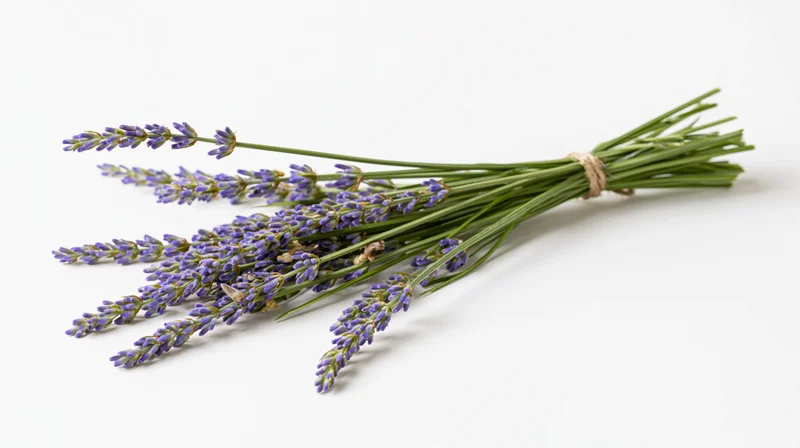 A small bundle of fresh lavender stems tied with twine on a white background