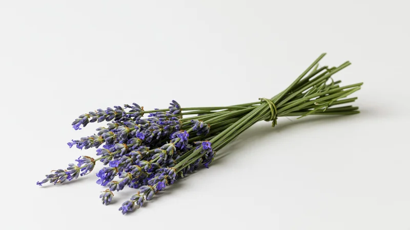 A small bundle of freshly cut lavender stems tied with twine lying on a white surface