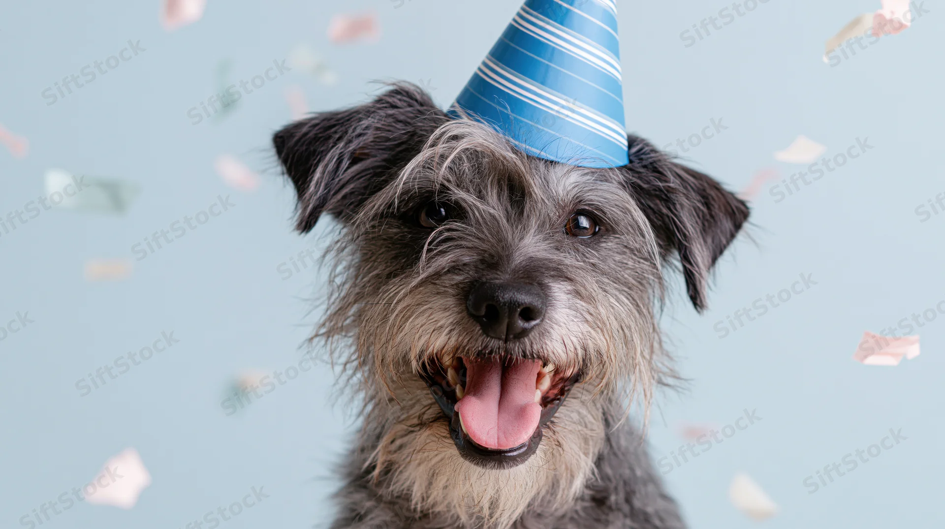 Scruffy terrier mix wearing blue striped party hat with confetti falling around it in studio setting