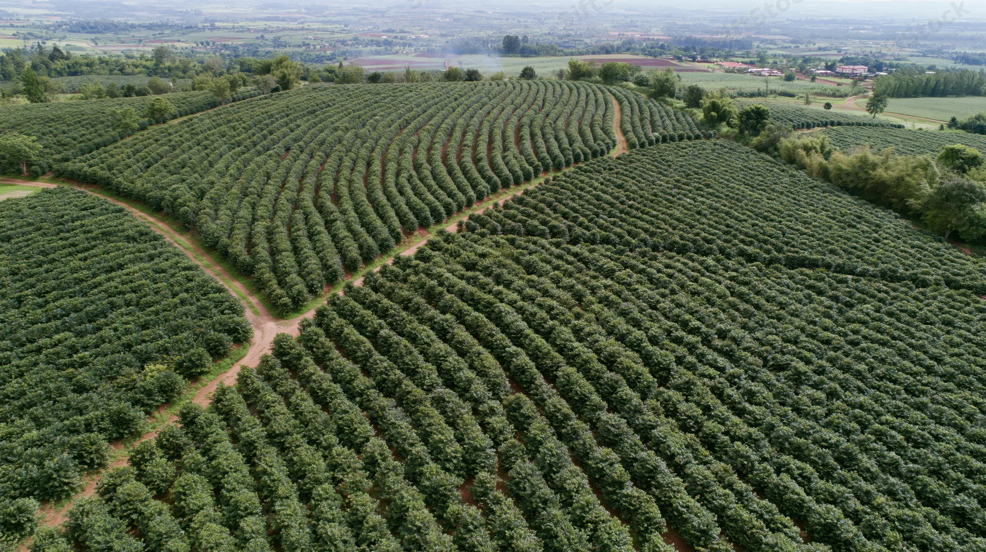 Aerial view of vast coffee plantation with rows of green coffee trees stretching across rural landscape