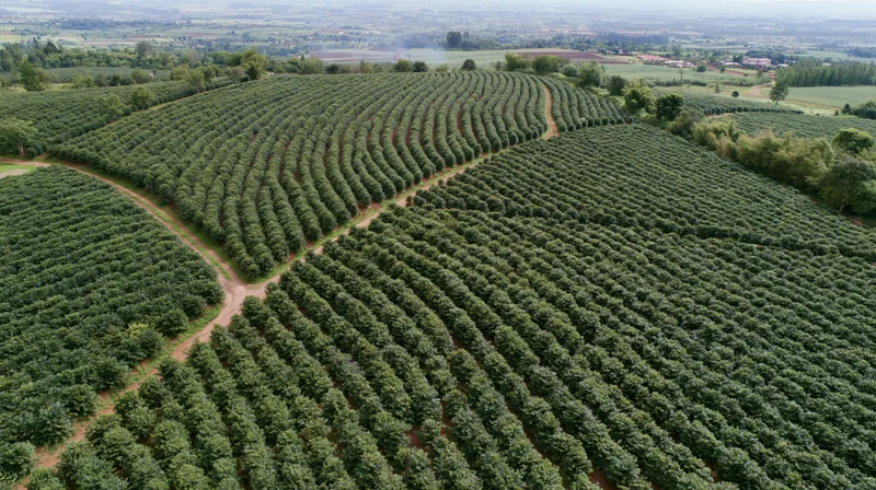Aerial view of vast coffee plantation with rows of green coffee trees stretching across rural landscape