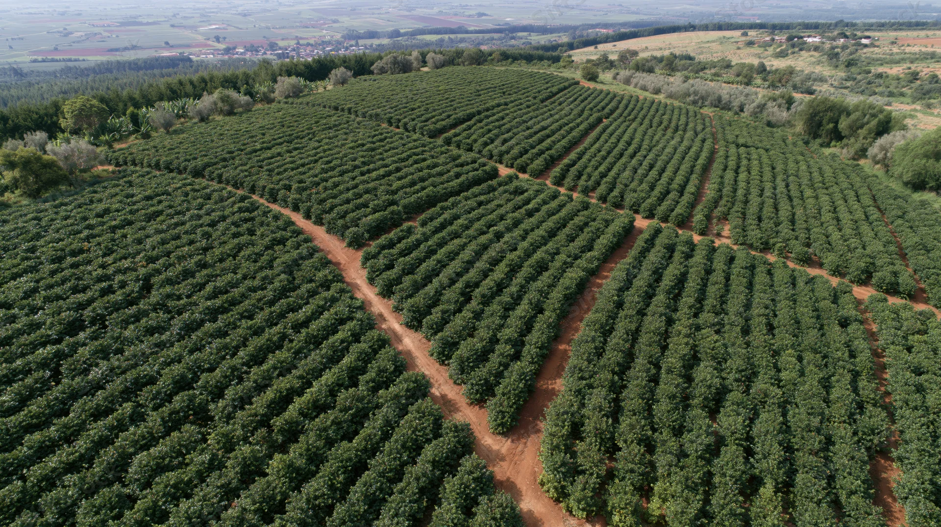 Aerial view of vast coffee plantation with rows of green trees in rural landscape