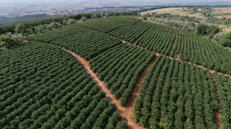 Aerial view of vast coffee plantation with rows of green trees in rural landscape