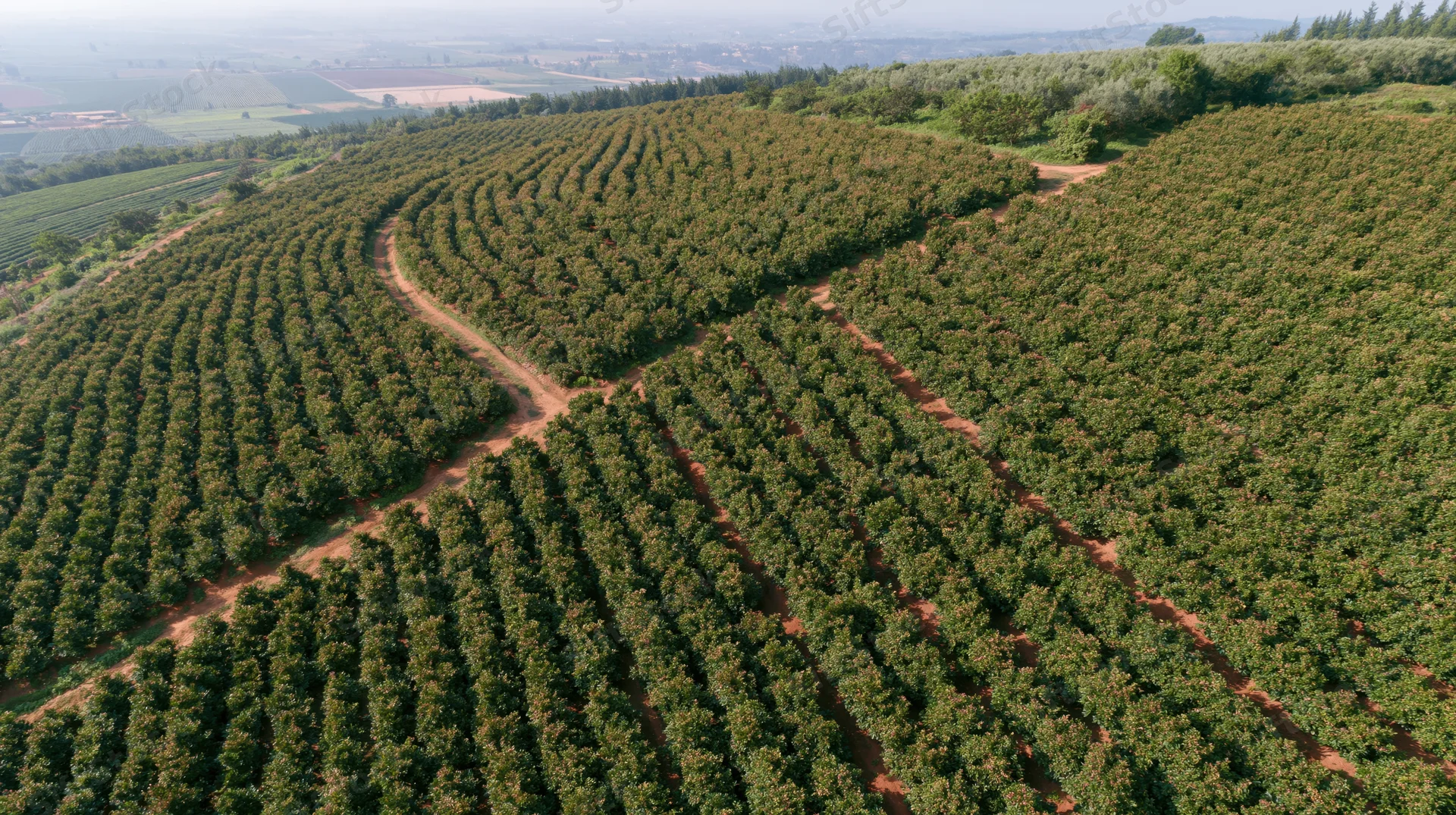 Aerial view of coffee plantation with rows of trees on rolling hills