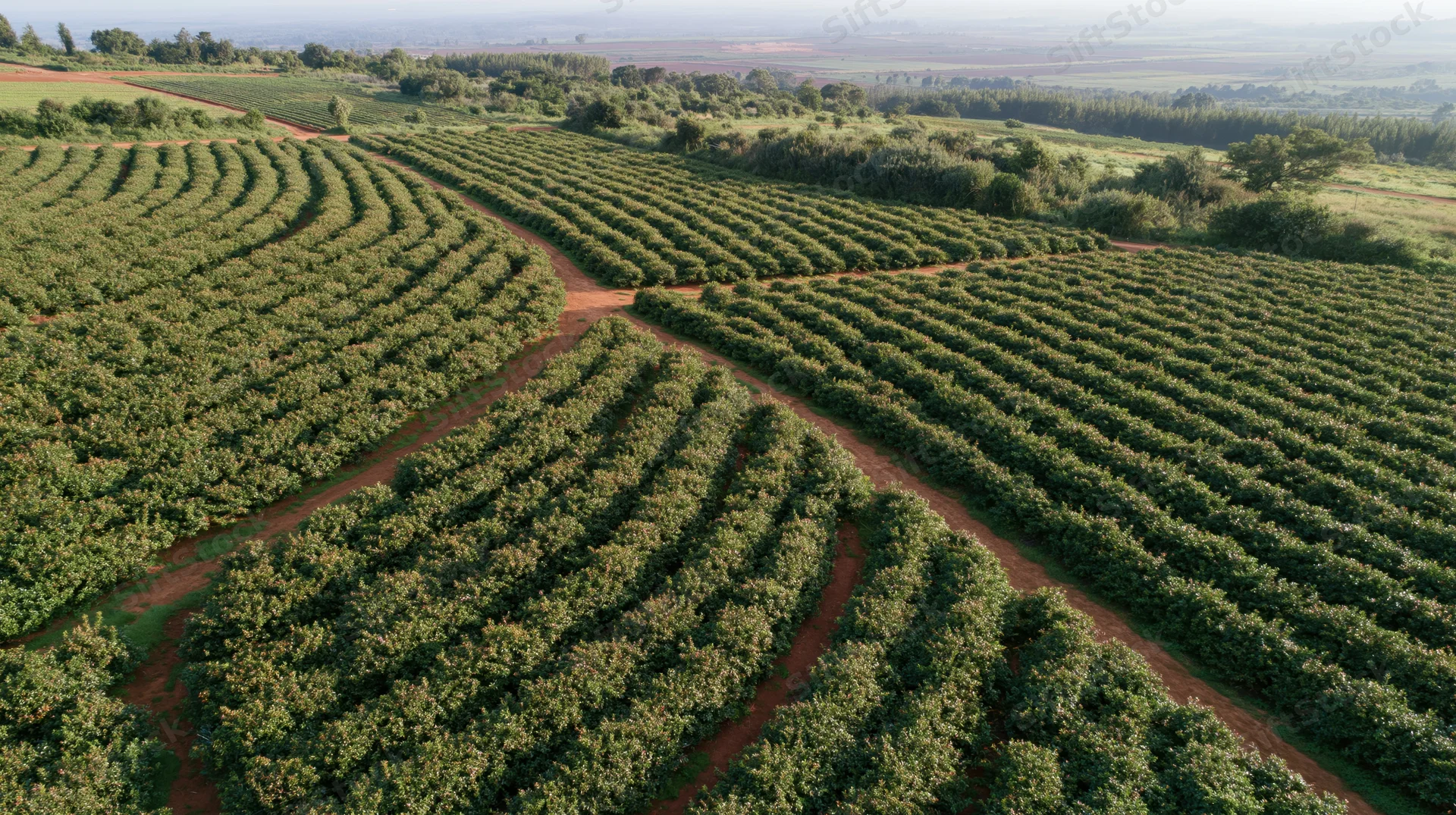 Aerial view of vast coffee plantation with rows of green coffee trees on rolling farmland