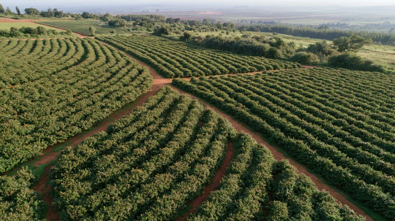 Aerial view of vast coffee plantation with rows of green coffee trees on rolling farmland