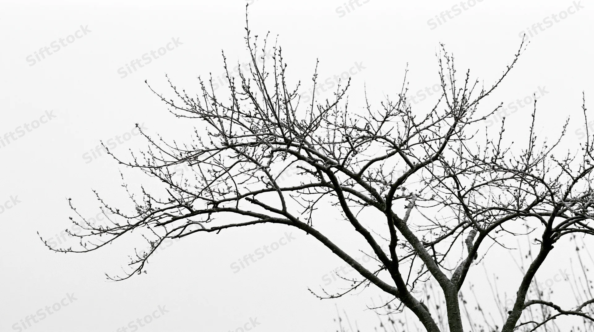 Bare tree branches with sparse buds against overcast sky in early spring
