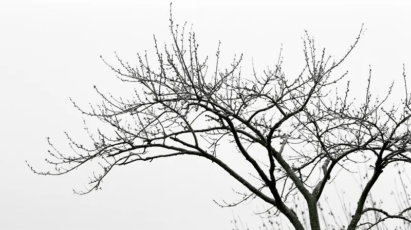 Bare tree branches with sparse buds against overcast sky in early spring