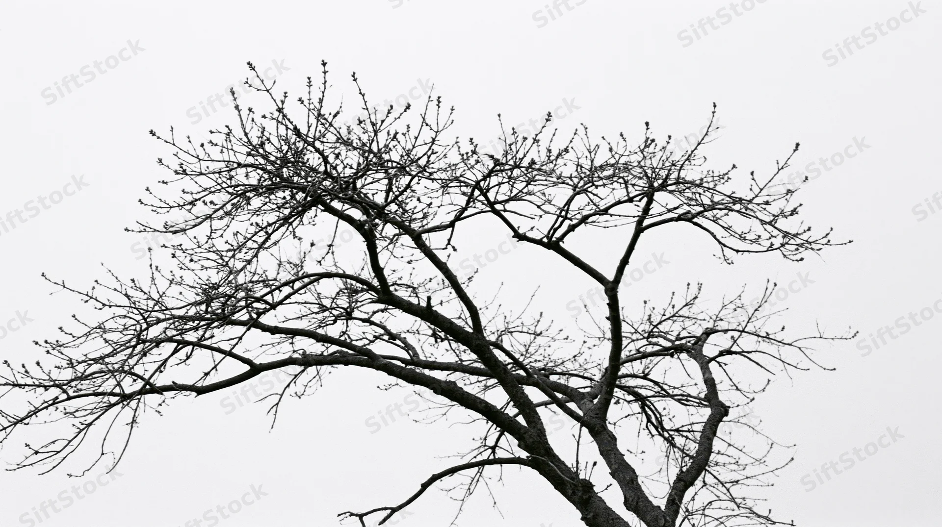 Bare tree branches with emerging buds against overcast sky