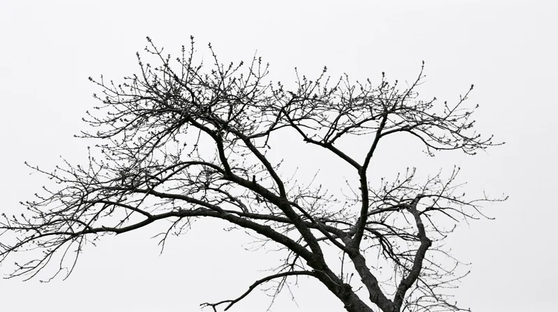 Bare tree branches with emerging buds against overcast sky