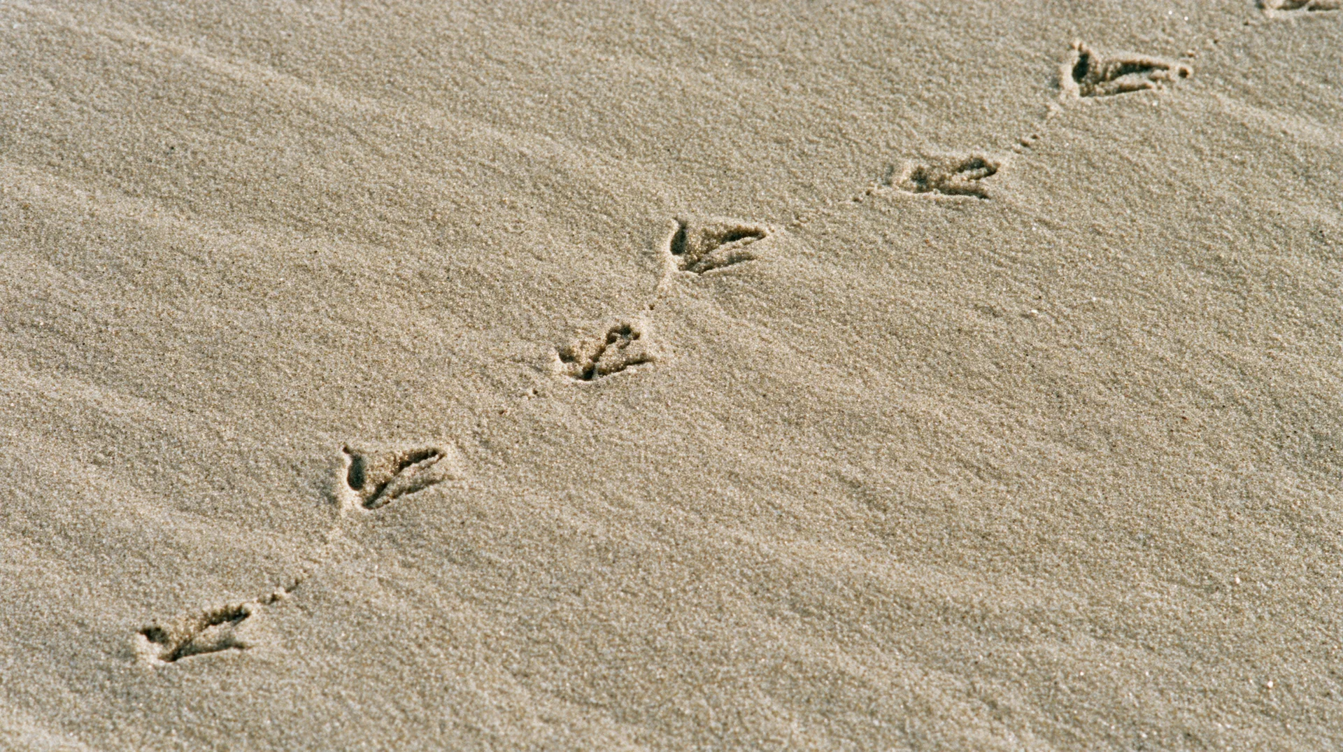 Bird footprints forming a trail across damp beach sand