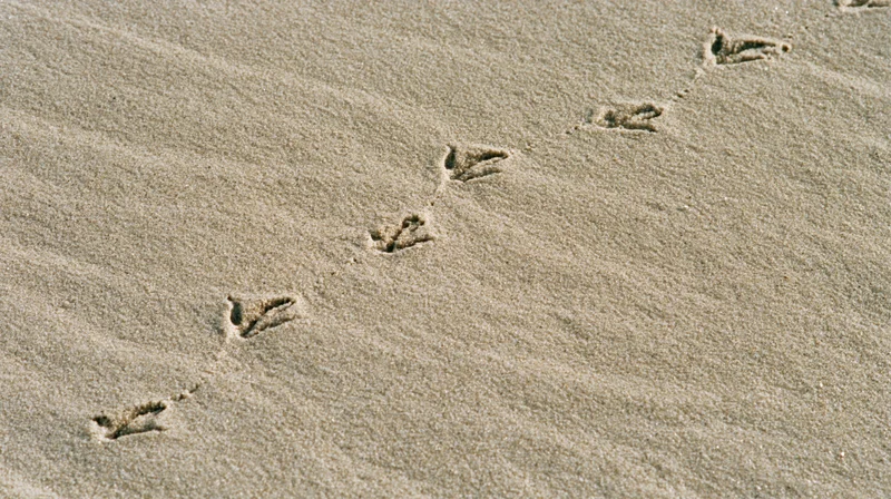 Bird footprints forming a trail across damp beach sand