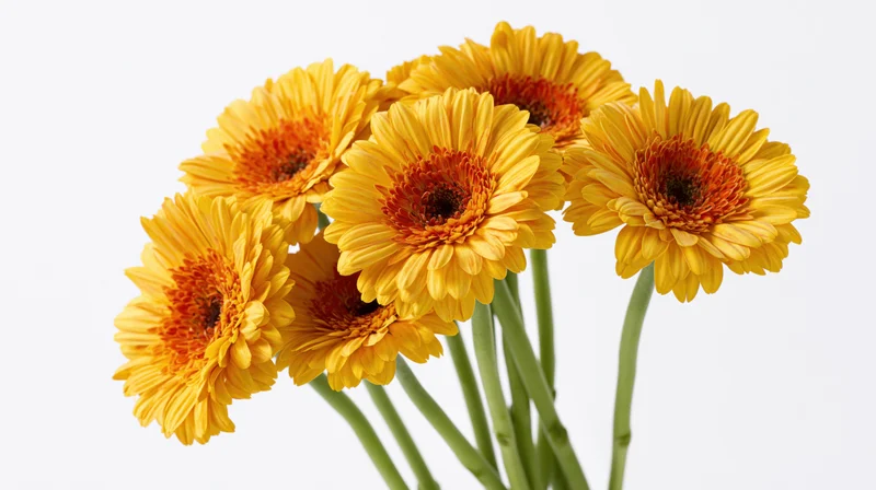 Seven yellow and orange gerbera daisies with green stems arranged in a bouquet against a white background