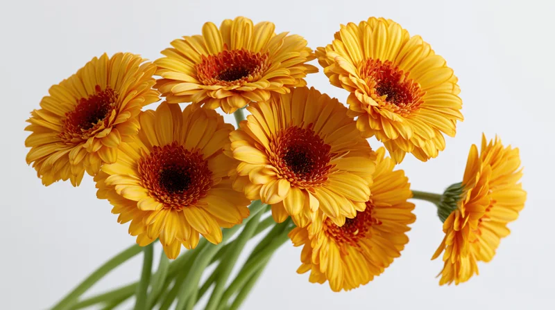 Seven yellow and orange gerbera daisies in a bouquet with green stems against white background