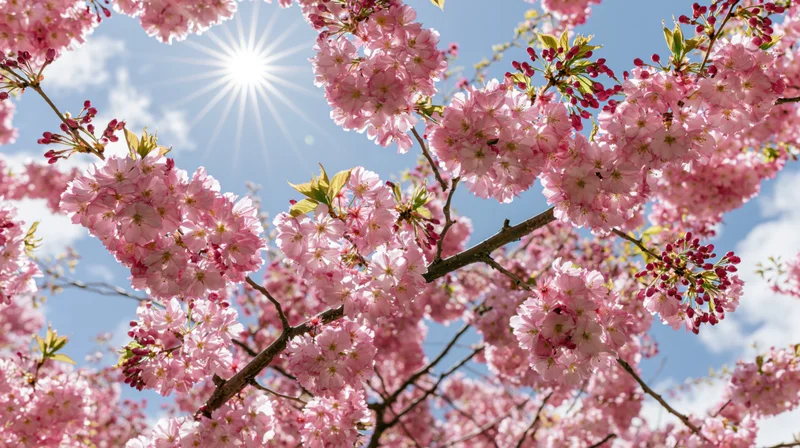 Cherry blossom branches in full bloom against a bright blue sky with sunburst