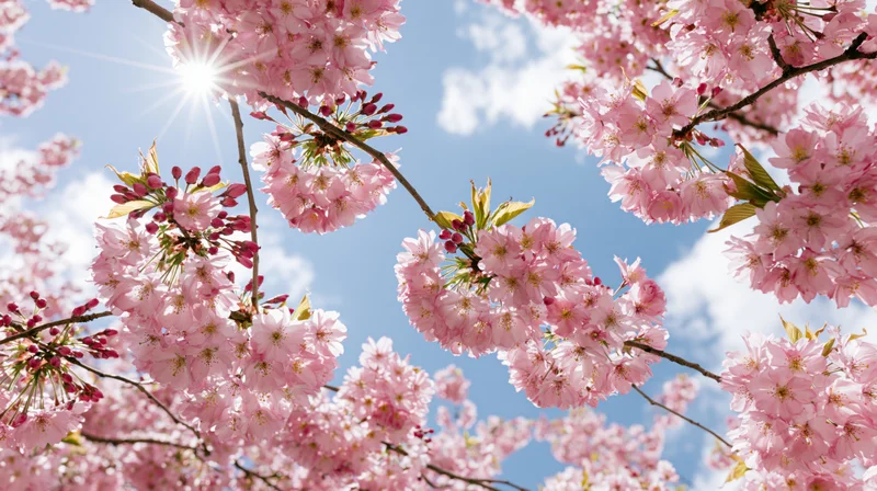 Cherry blossom branches in full bloom against a bright blue sky with sun shining through petals