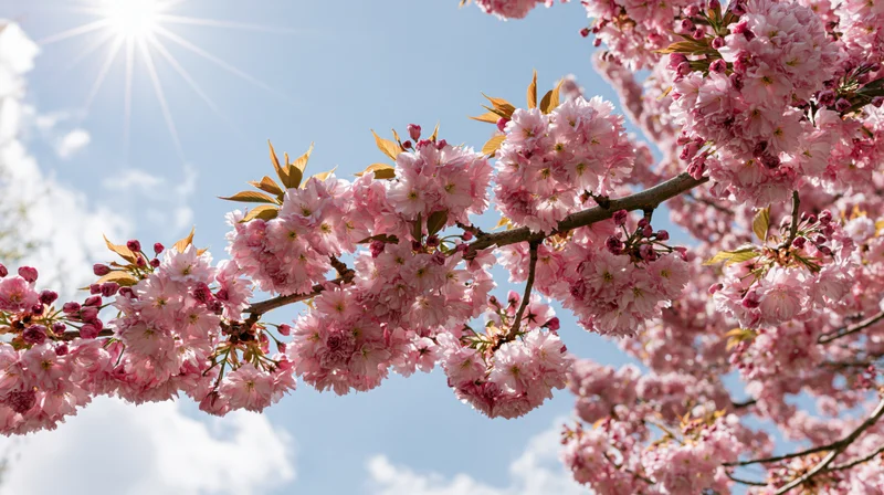 Cherry blossom branches in full bloom against a bright blue sky with sun rays