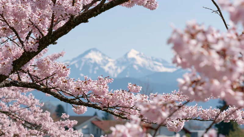 Cherry blossom branches in full bloom framing snow-capped mountains in the distance