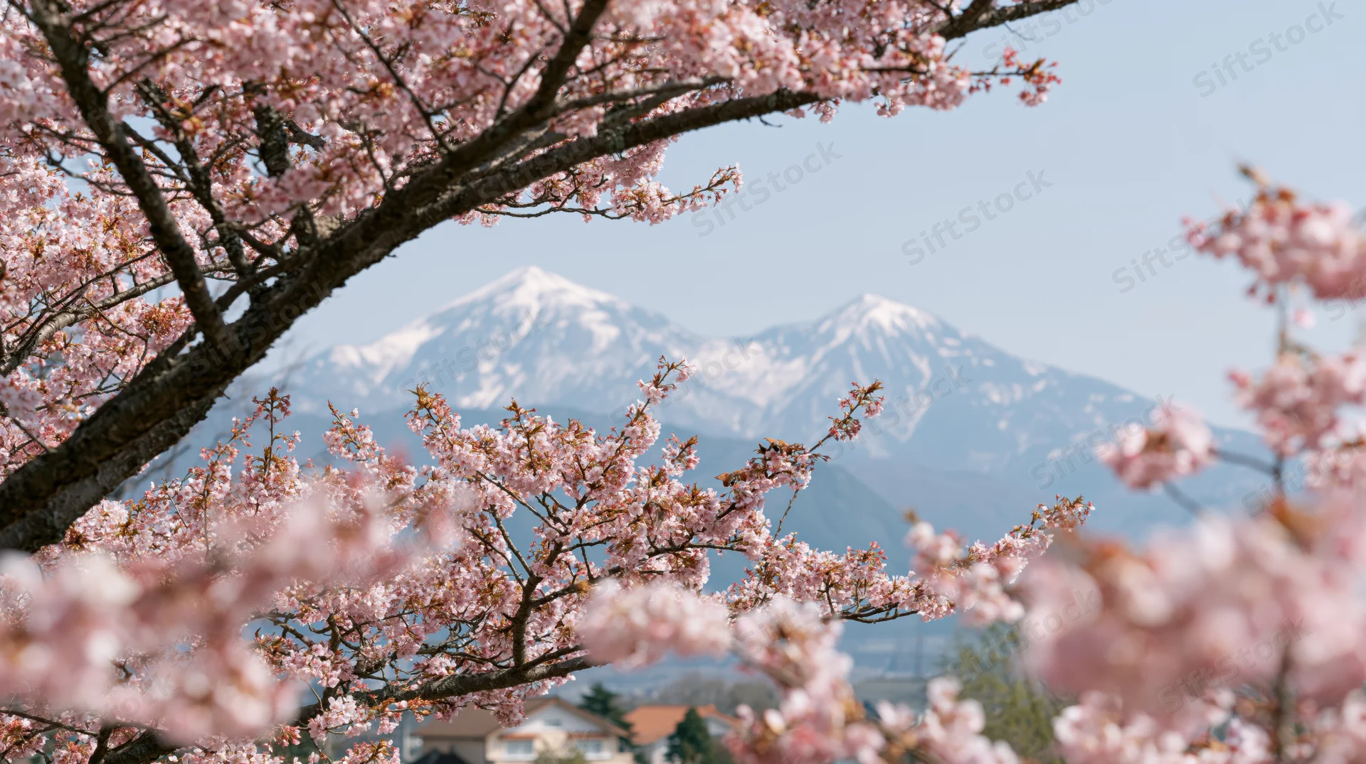 Cherry blossom branches in full bloom framing a snowcapped mountain in the distance