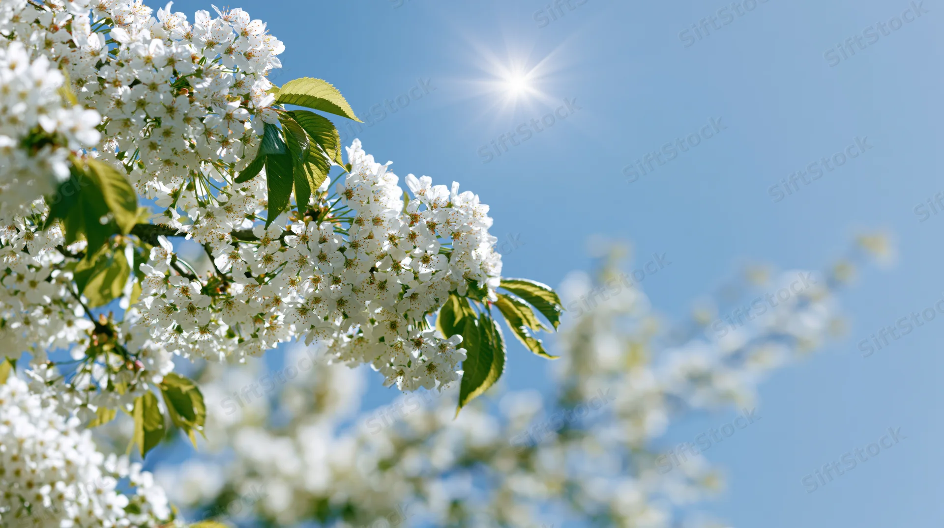 Cherry blossom branches in full bloom against a clear blue sky with sun shining brightly