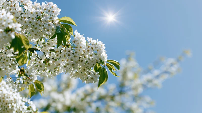 Cherry blossom branches in full bloom against a clear blue sky with sun shining brightly