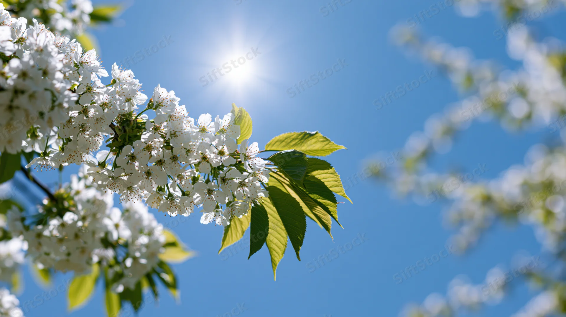 Cherry blossom branches with white flowers and green leaves against a bright blue sky with sun shining through