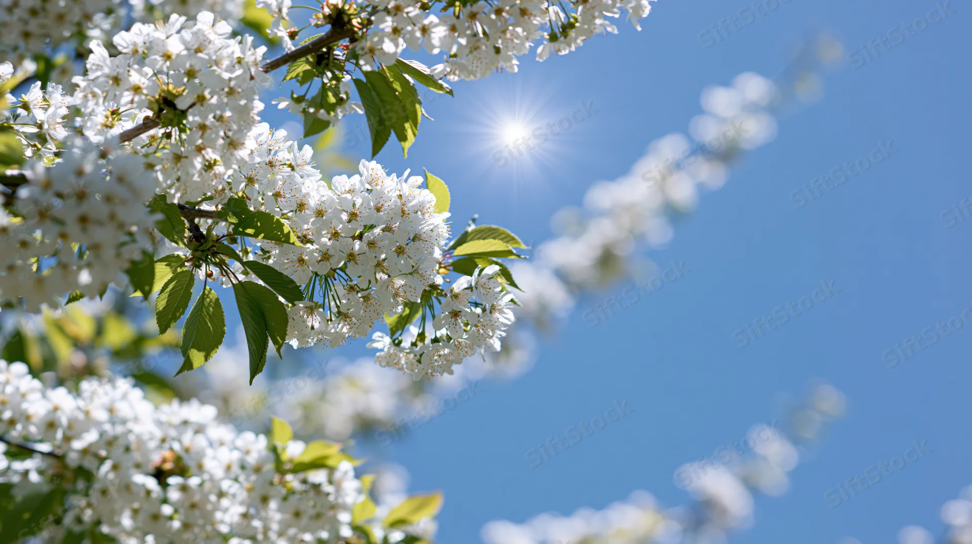 Cherry blossom branches in full bloom against a clear blue sky with sun shining through the flowers