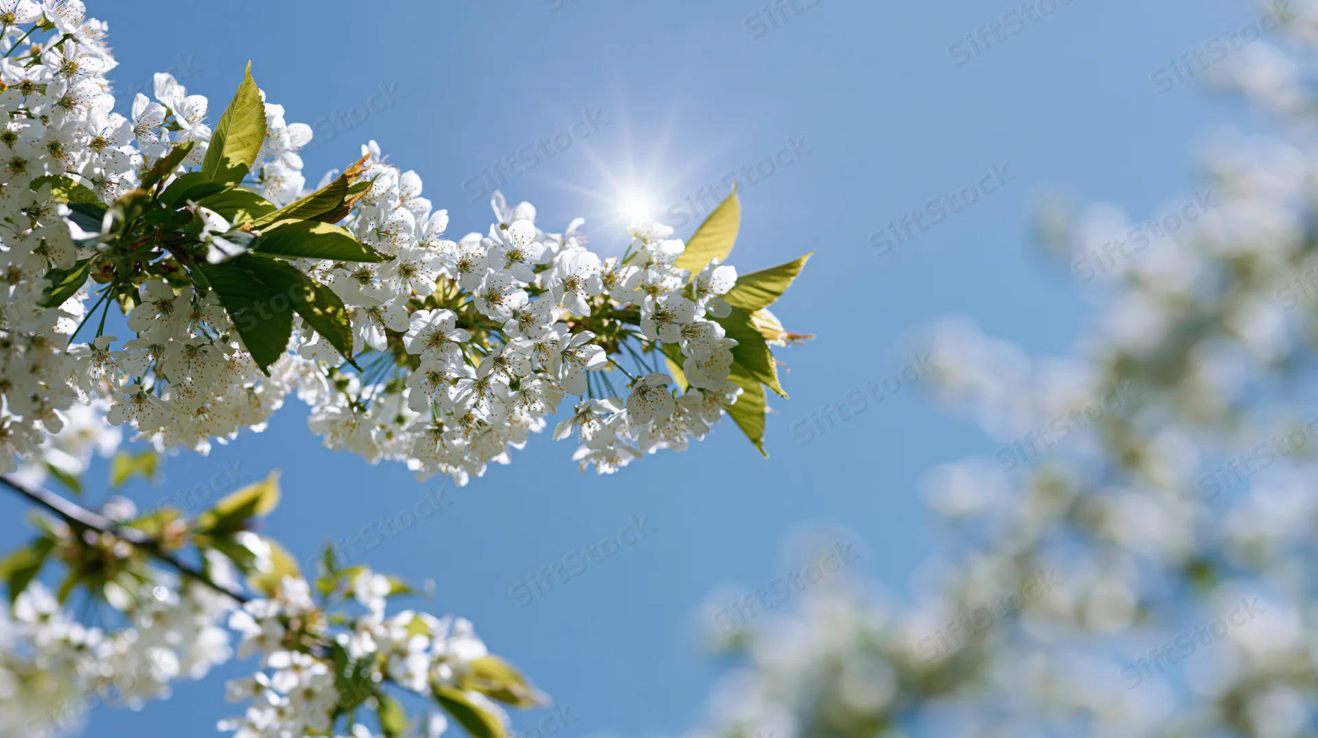 Cherry blossom branches with white flowers blooming against a clear blue sky with sunlight shining through