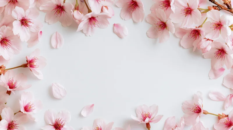 Cherry blossom flowers and petals arranged in a border frame on white background with copyspace