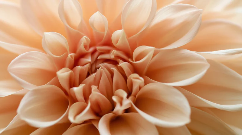 Close-up of a peach dahlia bloom showing layered petals and soft texture