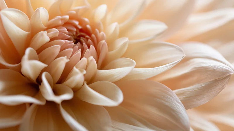 Close-up of a dahlia flower with soft beige and peach petals in gentle light