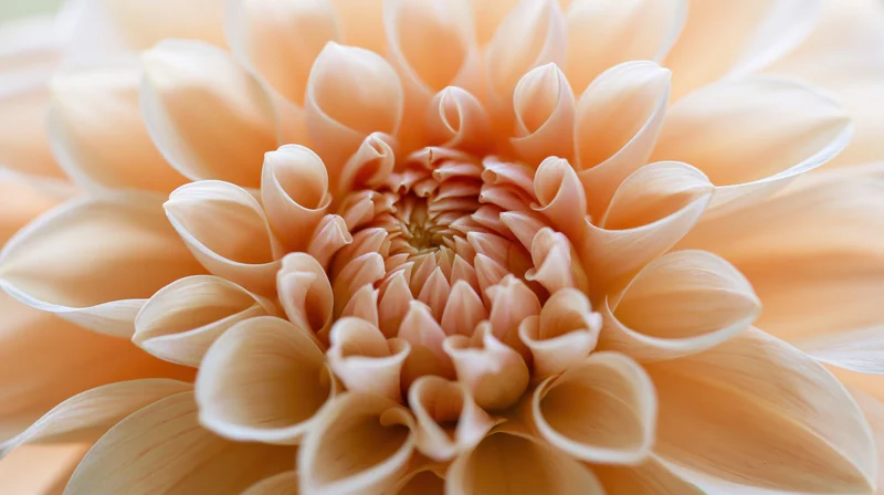Close-up of a dahlia flower showing its layered petals and intricate center in soft warm tones