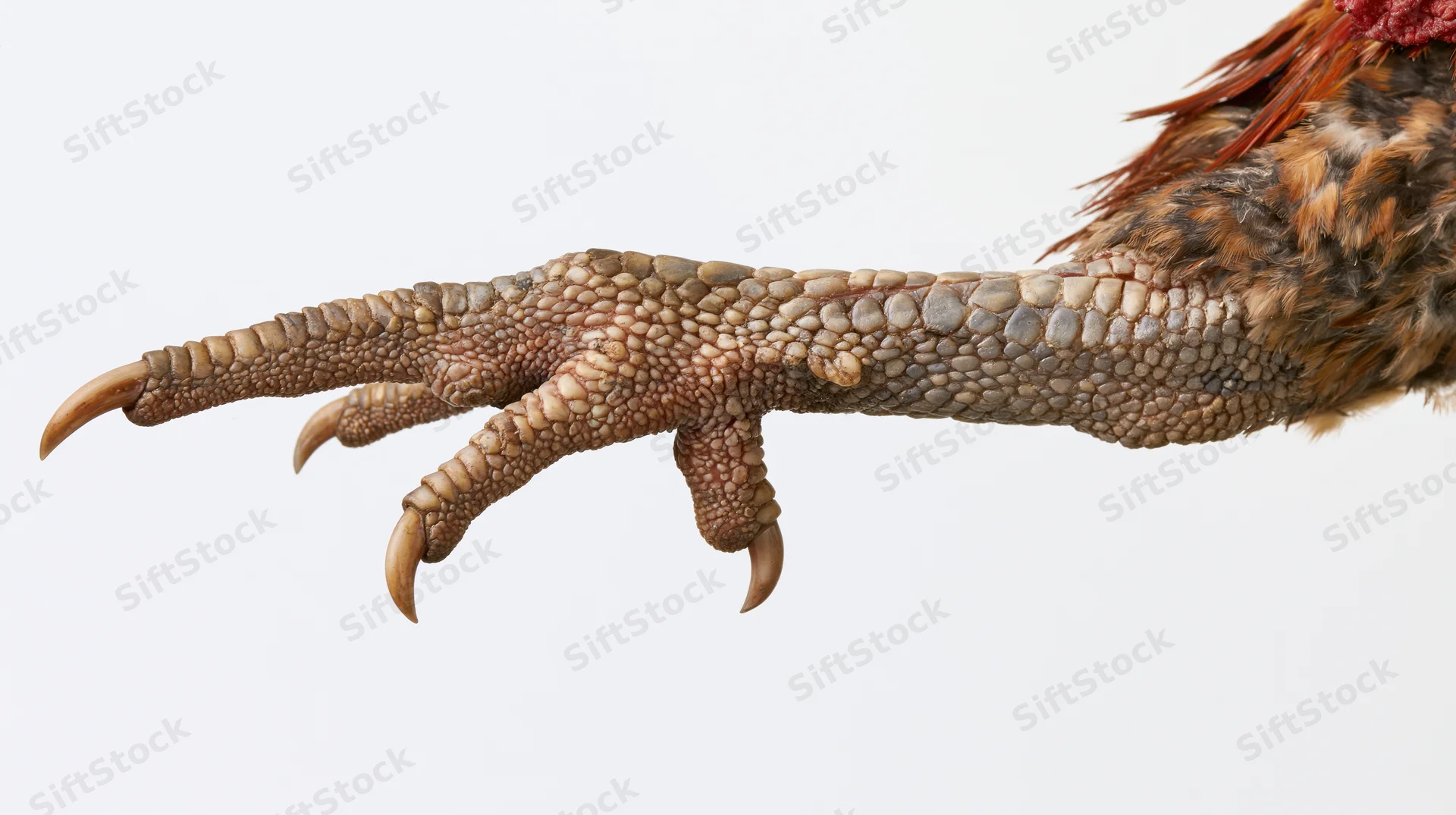 Close-up of a rooster's foot and lower leg extended against a white background
