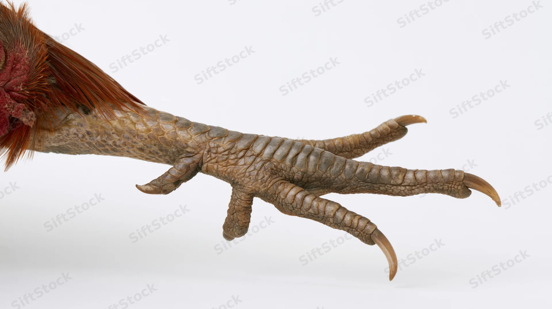 Close-up of a rooster's foot and lower leg extended against a white background