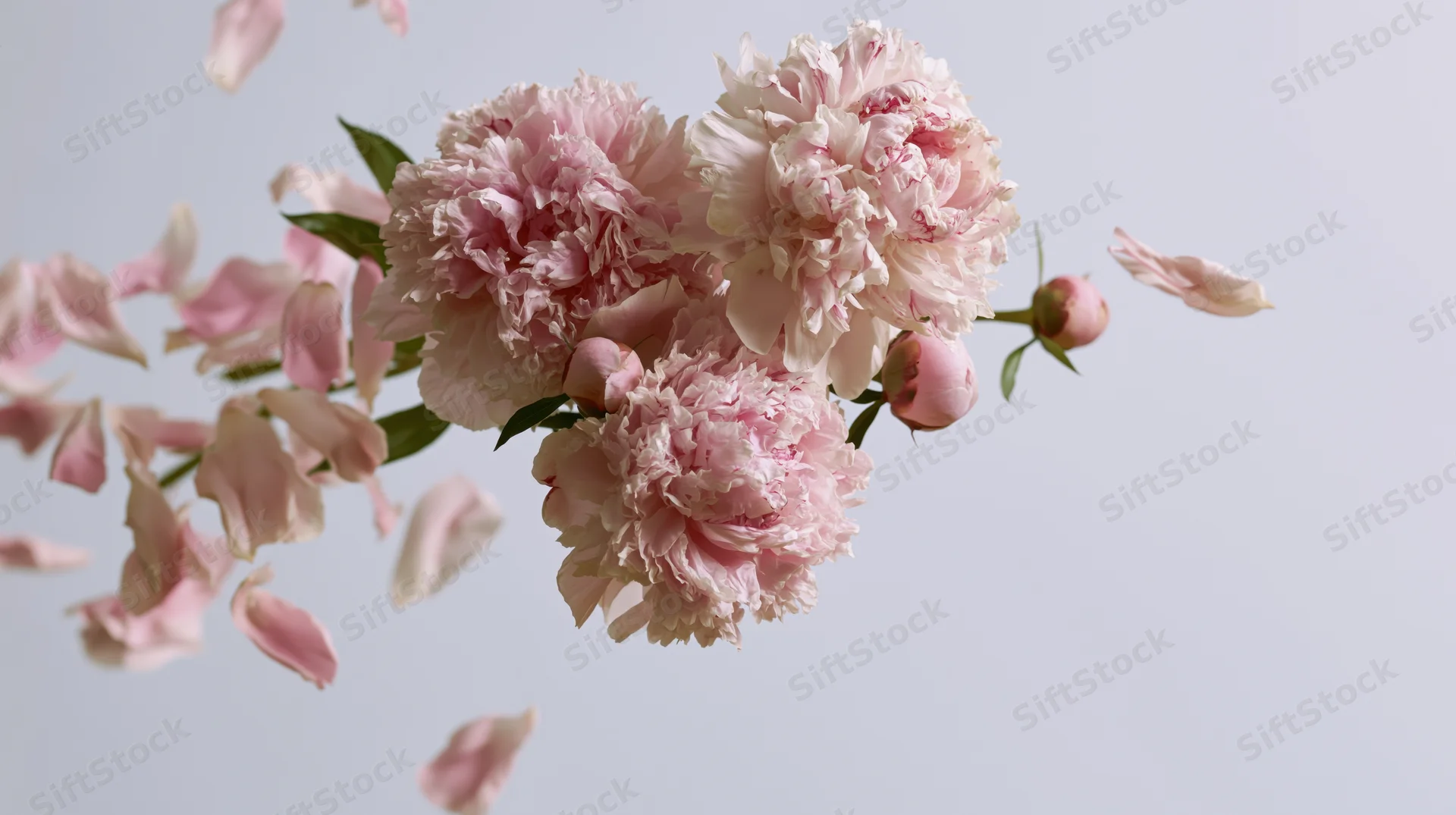 Cluster of soft pink peony blooms and loose petals floating against a light background