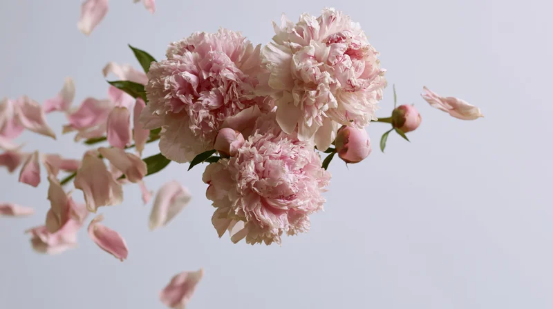 Cluster of soft pink peony blooms and loose petals floating against a light background