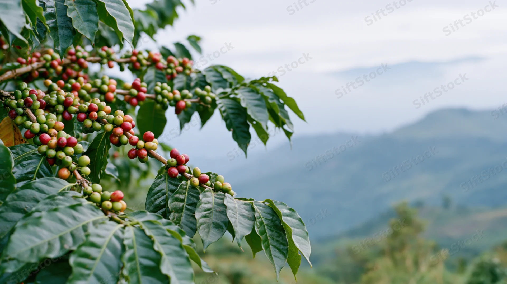 Coffee plant branches with ripening cherries and green leaves in a mountainous landscape